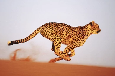 Free Download Cheetah HD Wallpapers