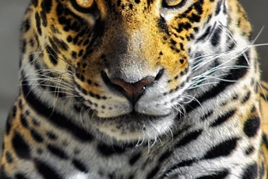 iPhone 6 Cheetah Wallpapers HD, Desktop Backgrounds 750x1334 ...