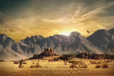 Full HD 1080p Cheetah Wallpapers HD, Desktop Backgrounds 1920x1080 ...