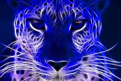 Wild Animal Wallpapers