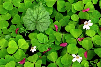 Spring Garden Desktop Wallpapers