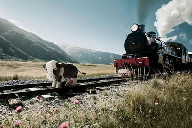 Train And Cow Wallpapers