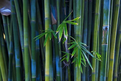 Gallery For   Free Bamboo Desktop Wallpapers