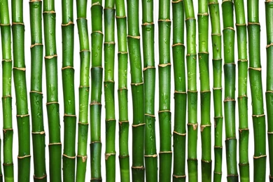 Download Texture: Green Bamboo, Texture Bamboo?, Green Bamboo ...