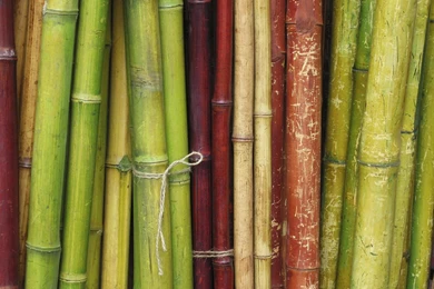 Bamboo 12.jpg