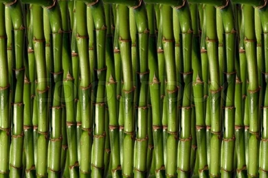 Bamboo Backgrounds Image