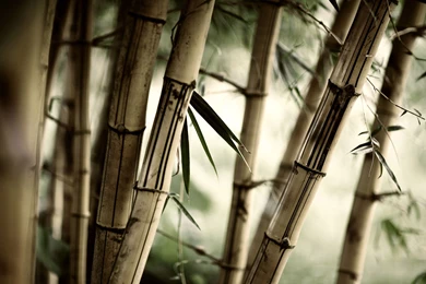 Weathered Bamboo Wallpapers, Weathered Bamboo Myspace Backgrounds ...