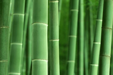 Bamboo Wallpapers >> Backgrounds With Quality HD