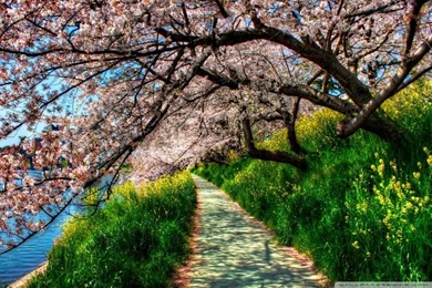 Cherry Blossom Tunnel HD Desktop Wallpapers : High Definition ...