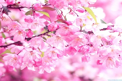 Pink cherry blossom wallpaper hd bright pink cherry blossom wallpapers 1920x1080.jpg
