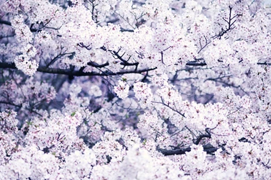 Cherry Blossoms Wallpapers   Flower Wallpapers