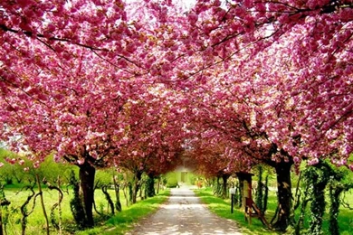 Cherry blossom hd pic.jpeg