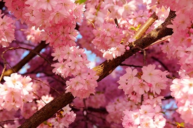 1920x1440 Pink Cherry Blossom Wallpapers