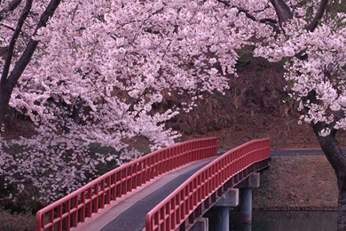 Cherry Blossom HD Wallpapers