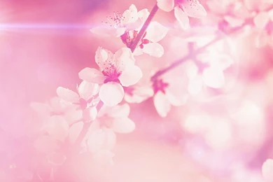 Spring iPad Wallpapers