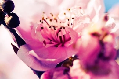 Beautiful Cherry Blossom HD Desktop Wallpapers : Widescreen : High ...