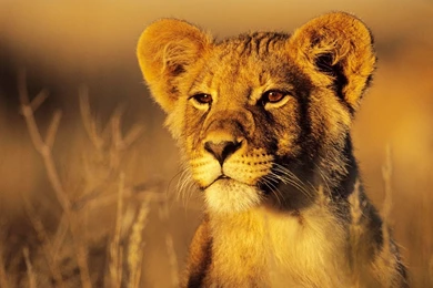 Lion cub wallpapers_34353_1920x1080.jpg