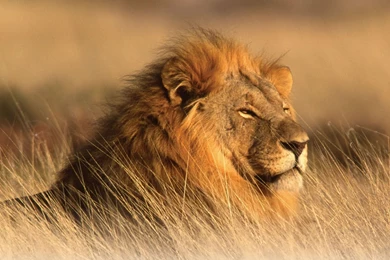 High Definition Lion Wallpapers For Free Download