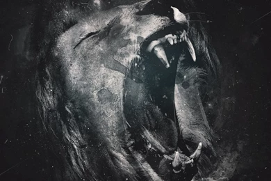 Gallery For Wallpapers Lion Roar