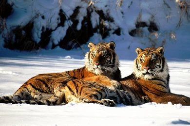 Tiger Amazing Free Backgrounds Mac HD Wallpapers / Wallpapers Tiger ...