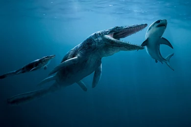 Gallery For   Megalodon Shark Wallpapers