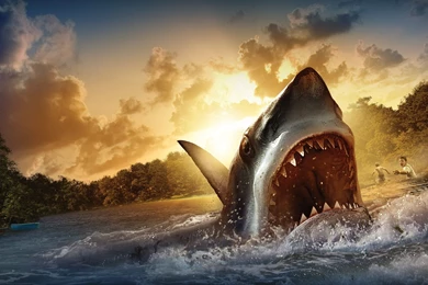 Nurse Shark Desktop Wallpapers