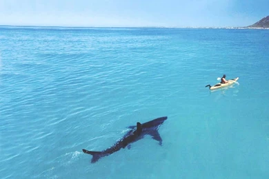 Lovely Sharks Wallpapers