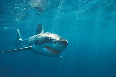 Dangerous Shark Wallpapers