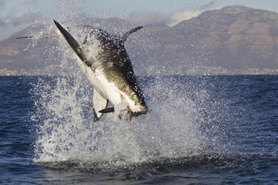 HD Sharks Wallpapers And Photos