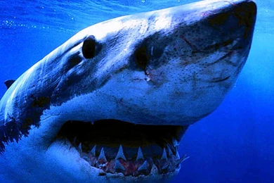 Shark Computer Wallpapers, Desktop Backgrounds