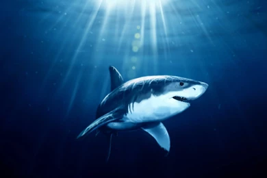 Shark Wallpapers