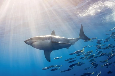 Great White Shark HD Wallpapers High Quality