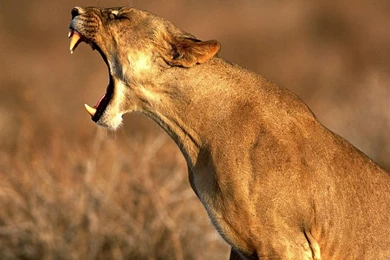 Amazing Animal S Wallpapers