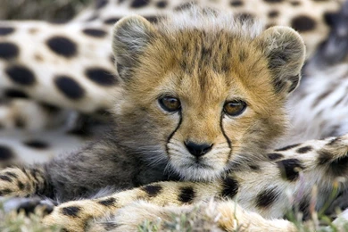 Animal Wallpapers Little Cheetah