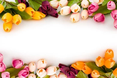 Flowers PPT Backgrounds Templates   Download Free Flowers ...