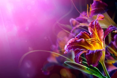 Cool Abstract Flower