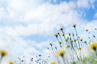 Flowers For Backgrounds