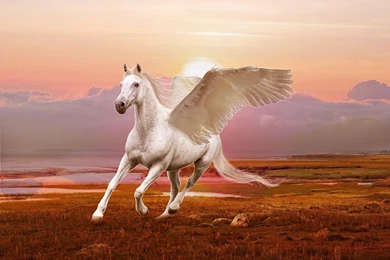 Winged Horse Pegasus 3d Art Wallpapers