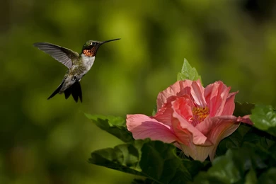 Above The Flower Hummingbird Desktop Backgrounds HD 2560x1600 ...