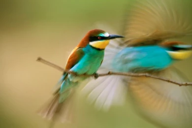 Hummingbird 31637   Desktop Wallpapers   System Wallpapers