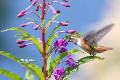 Hummingbird And Flowers   HD Hummingbirds Wallpapers 1600x1200 NO ...