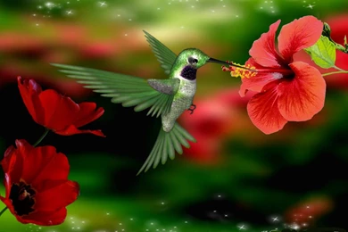 HDscreen: Hummingbird Spring Pretty Beautiful Colors Flowers ...