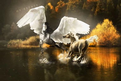 Magical Animals Pegasus Horses Wings Horse Lake Autumn Reflection ...