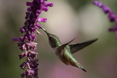 Hummingbird Wallpapers   Animal Wallpapers