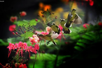 Humming Wallpaper 5.jpg