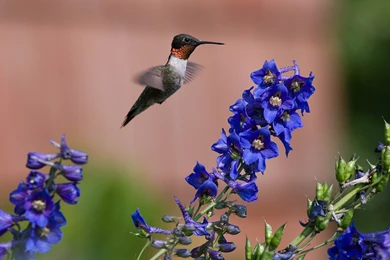 Humming Bird Computer Wallpapers, Desktop Backgrounds