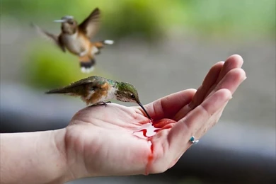 Handfeeding Hummingbird   Alaska Desktop Wallpapers