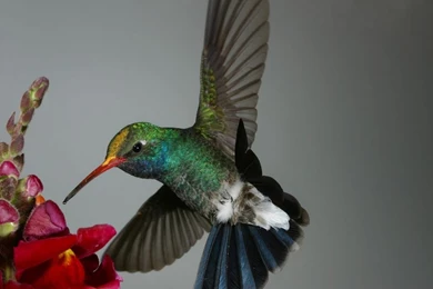 Hummingbird Wallpapers   Male Broad billed Hummingbird Wallpapers ...