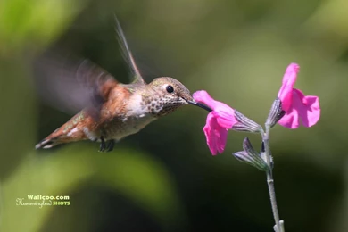 Hummingbird And Flowers   HD Hummingbirds Wallpapers 1600x1200 NO ...