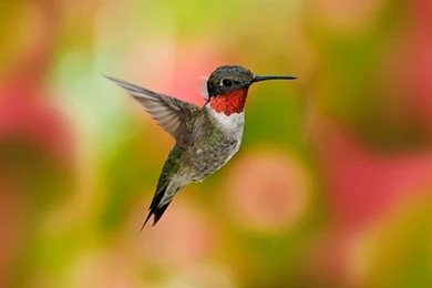 HummingBird Wallpapers HD Pictures